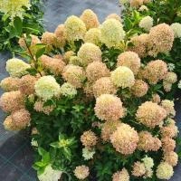 1e045278-21b8-11f0-8918-246e9611e8f6-1