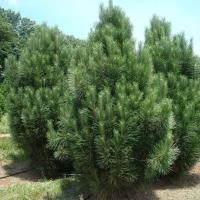 3115f908-2bd6-11f0-8918-246e9611e8f6-1