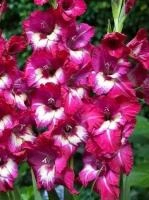 ccd8dc4a-737f-11e2-a371-00500454e615-1