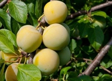 f9246389-55b0-11f0-891a-246e9611e8f6-1 f9246389-55b0-11f0-891a-246e9611e8f6-1