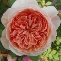 5dec9a9f-18cb-11ef-890d-246e9611e8f7-1