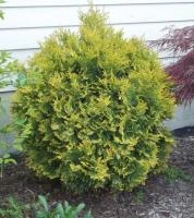 6189a982-dcd9-11ed-97e3-001e673ebdea-1