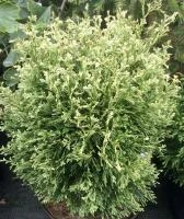 26e04f2b-c367-11ef-8915-246e9611e8f5-1