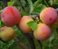 002efdf2-20fe-11f0-8918-246e9611e8f6-1 002efdf2-20fe-11f0-8918-246e9611e8f6-1