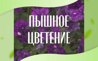 Подкормка цветущих уличных растений: все, что нужно знать об удобрениях