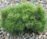 fbb2e3e5-c2a7-11ef-8915-246e9611e8f5-1