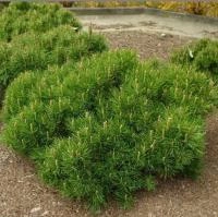 21b8a49c-c1f6-11ef-8915-246e9611e8f5-1