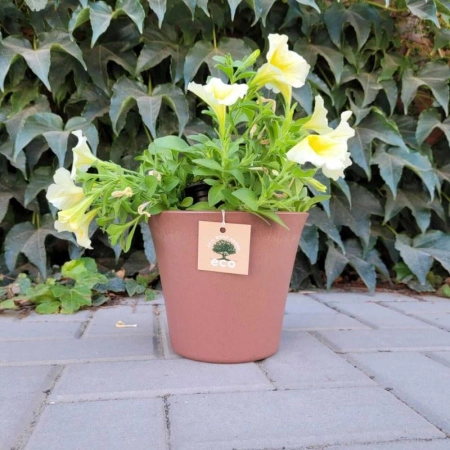 5548927d-682b-11ee-ae0a-001e673ebdea-1