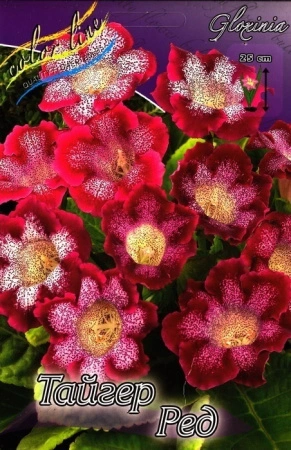 40fd99b1-3741-11eb-b90a-005056c00008-2