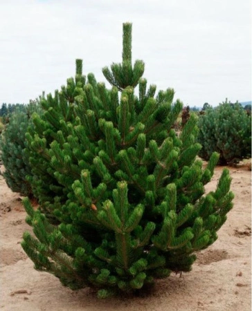 52586b27-c1f8-11ef-8915-246e9611e8f5-1