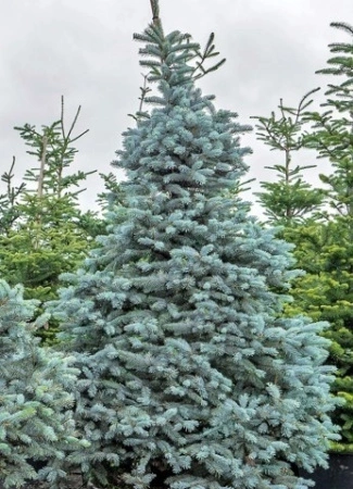 596e5483-661a-11ed-bd4c-001e673ebdea-1