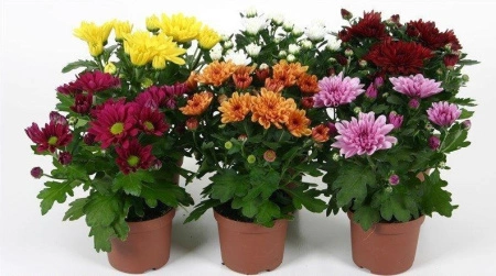 b379a3bf-93d7-11ec-8510-005056c00008-1