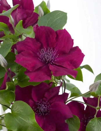 7ce0fbdb-fff3-11ef-8915-246e9611e8f5-1