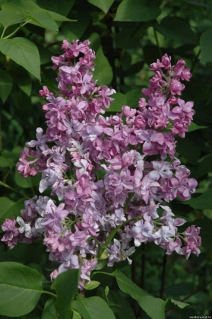 99f08923-2f8d-11ef-890e-246e9611e8f7-1