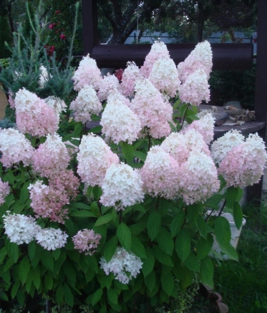 5186f26c-c635-11ec-9a28-005056c00008-1