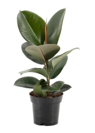 475c765b-84a3-11ef-8911-246e9611e8f6-1