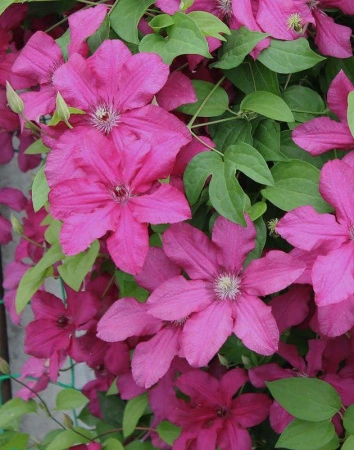 6ff483dc-fff5-11ef-8915-246e9611e8f5-1