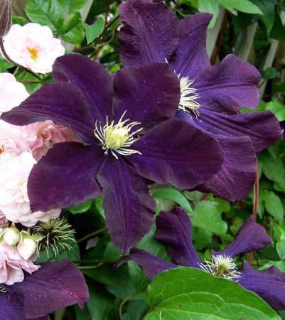 3e7b1018-fff3-11ef-8915-246e9611e8f5-1