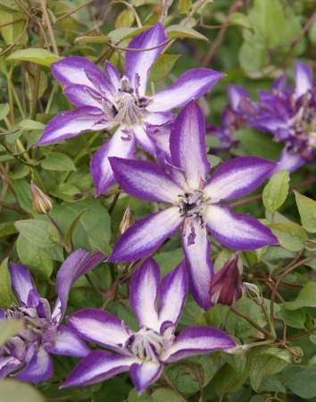 aa1eb8b4-ffef-11ef-8915-246e9611e8f5-1