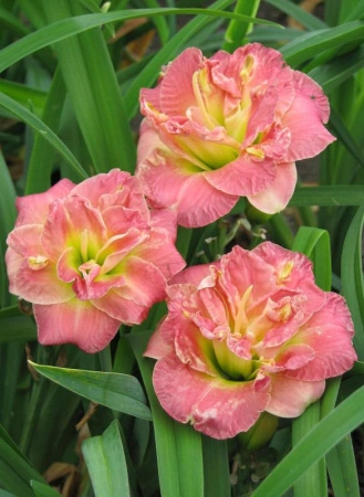 75148b27-000f-11f0-8915-246e9611e8f5-1