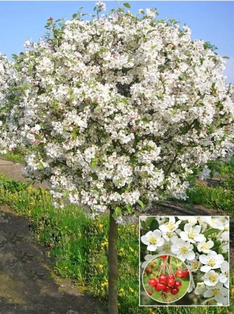 bcaa603c-1533-11f0-8918-246e9611e8f6-1