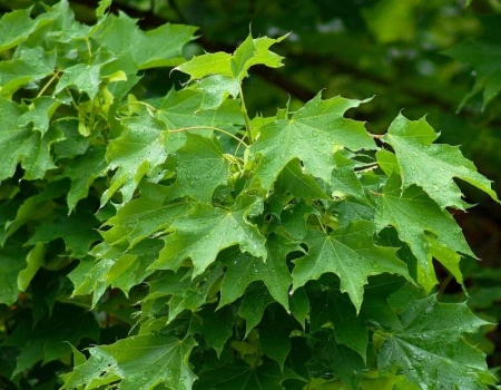 106fde17-114b-11f0-8918-246e9611e8f6-1