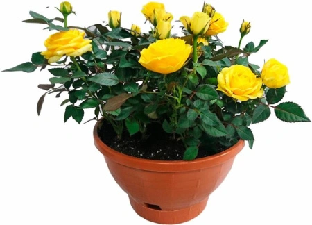 03091b44-7685-11ef-8911-246e9611e8f6-1