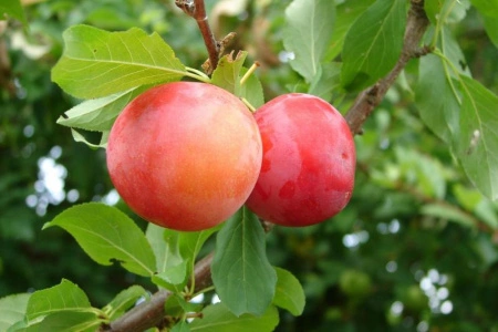 6672d07a-55b0-11f0-891a-246e9611e8f6-1