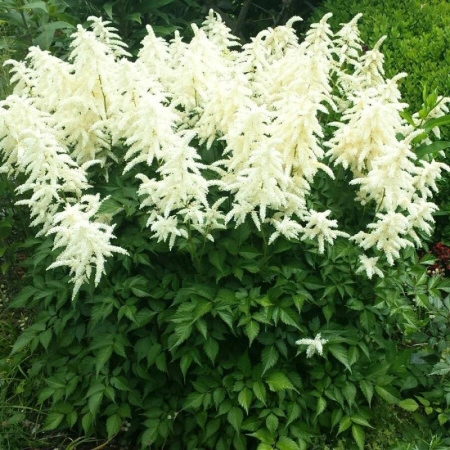 141a3a56-44d5-11ef-8910-246e9611e8f6-1