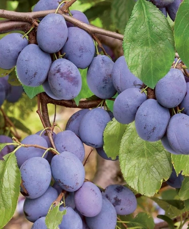 498c429c-201c-11f0-8918-246e9611e8f6-1 498c429c-201c-11f0-8918-246e9611e8f6-1