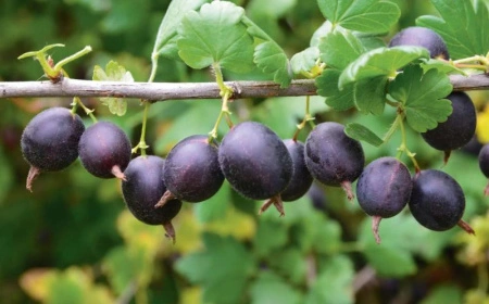 66e7d79f-1b88-11f0-8918-246e9611e8f6-1