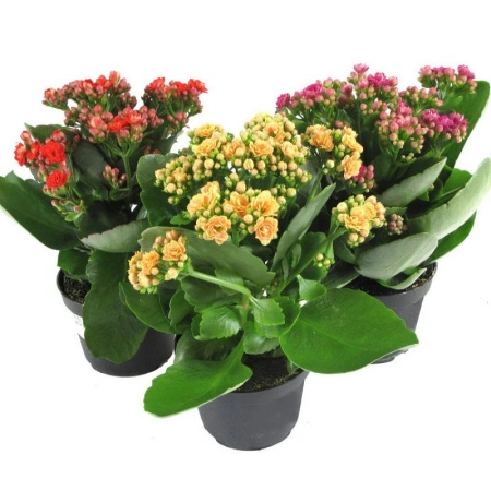 1e329bec-7e10-11ee-ae0a-001e673ebdea-1