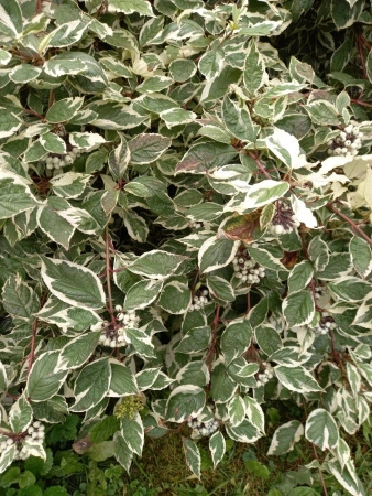 bec26504-4f0e-11ef-8910-246e9611e8f6-1