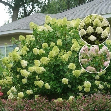 ac033f40-0002-11ec-a954-005056c00008-2