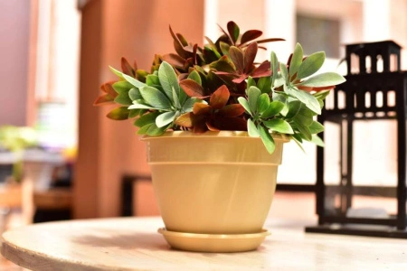 7ae95b86-567a-11ed-aea3-001e673ebdea-1 7ae95b86-567a-11ed-aea3-001e673ebdea-1