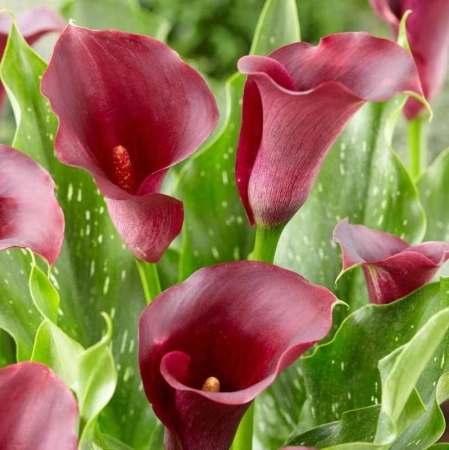 608dfc27-e21b-11ef-8915-246e9611e8f5-1