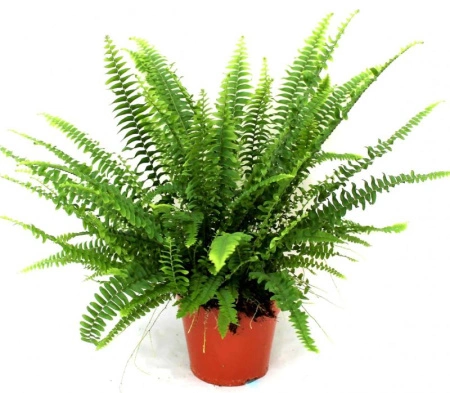 нефролепис