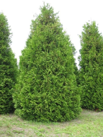 e608bea4-aa65-11eb-93b3-005056c00008-1