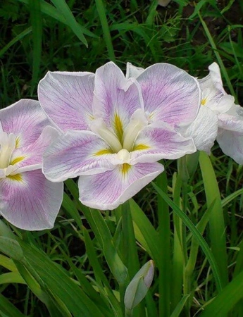 50c7b1c9-ffec-11ef-8915-246e9611e8f5-1