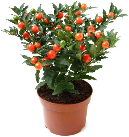 c6f3bf8d-7e78-11ec-8bcd-005056c00008-1