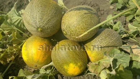 f650090d-a931-11e4-8f7c-001e673ebdea-2