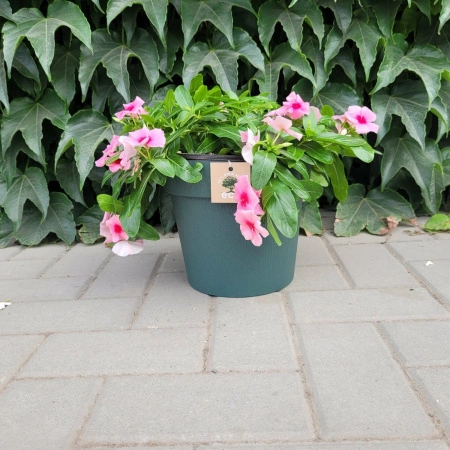 8f3cd718-55e4-11ed-aea3-001e673ebdea-2