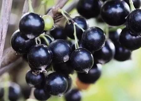 f1a7341d-a342-11eb-93b3-005056c00008-1