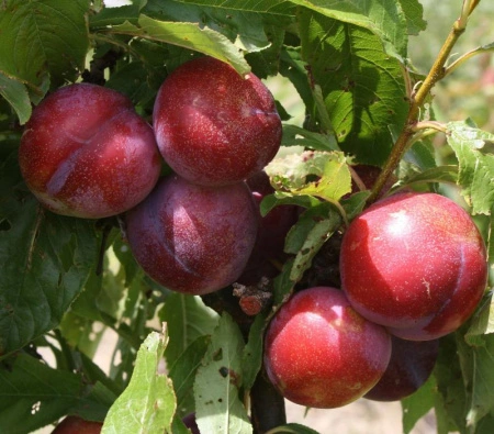 c23744bd-20fd-11f0-8918-246e9611e8f6-1