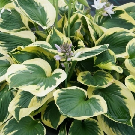 992146ad-000b-11f0-8915-246e9611e8f5-1