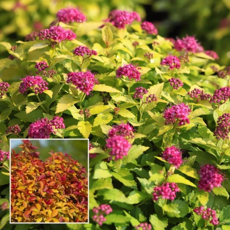 dc100151-113c-11f0-8918-246e9611e8f6-1