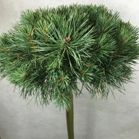 ebf196fd-c362-11ef-8915-246e9611e8f5-1