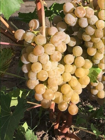 3143fce1-26a1-11f0-8918-246e9611e8f6-1