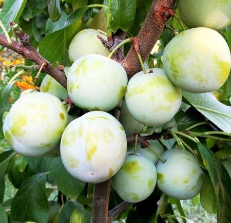 d3b72c35-202c-11f0-8918-246e9611e8f6-1