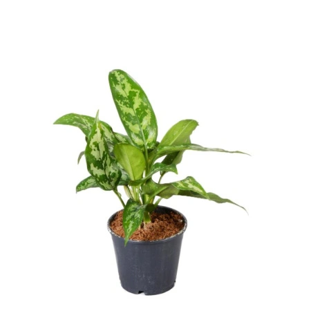 b9685fa6-4f11-11ef-8910-246e9611e8f6-1